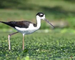 Himantopus mexicanus