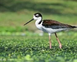 Himantopus mexicanus