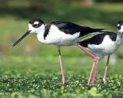 Himantopus mexicanus