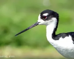 Himantopus mexicanus