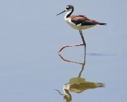 Himantopus mexicanus