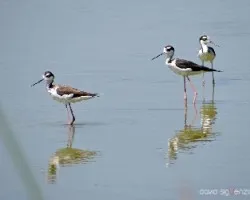 Himantopus mexicanus