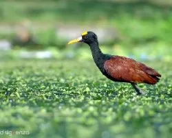 Jacana spinosa