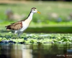 Jacana spinosa
