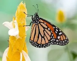 Danaus plexippus