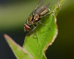 Mosca