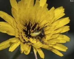 Tomisus onostus-araña cangrejo