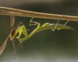 Mantis religiosa