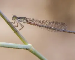 Ceriagrion tenellum