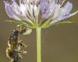 Tomisus onostus-araña cangrejo