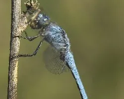 Orthetrum brunneum