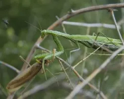 Mantis religiosa