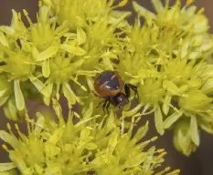 Tomisus onostus-araña cangrejo