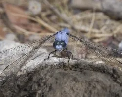 Orthetrum brunneum