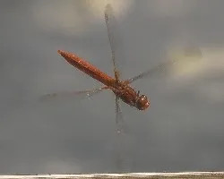 Crocothemis erythraea