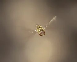 Episyrphus balteatus