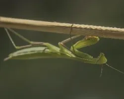 Mantis religiosa