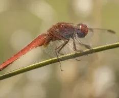 Crocothemis erythraea
