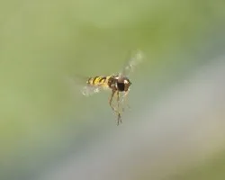 Episyrphus balteatus
