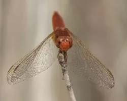 Crocothemis erythraea