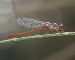 Ceriagrion tenellum