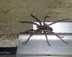 Lycosa erythrognatha