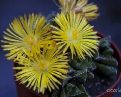 Faucaria tigrina