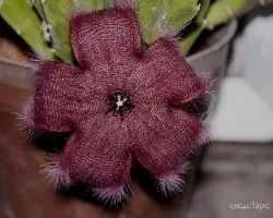 Stapelia grandiflora