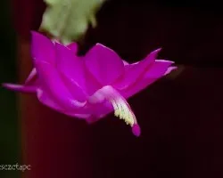 Schlumbergera truncata