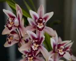 Cymbidium