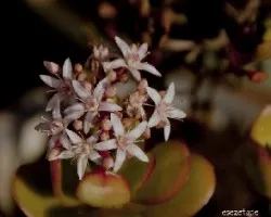 Crassula ovata
