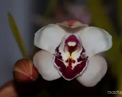 Cymbidium