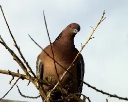 Patagioenas picazuro