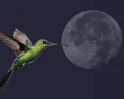 Luna y colibrí