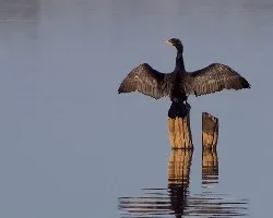 Phalacrocorax brasilianus