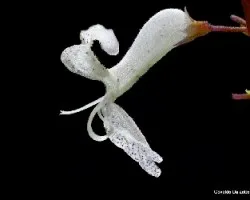 Plectranthus australis