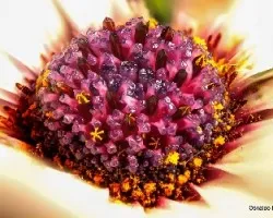 Osteospermum