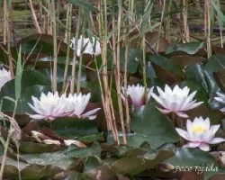 Nymphaea spp
