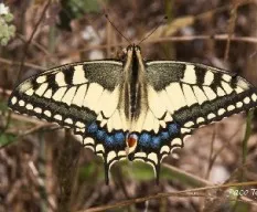 Papilio machaon