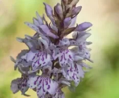 Dactyloriza maculata