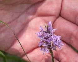 Dactyloriza maculata
