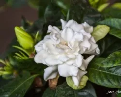 Gardenia jasminoides