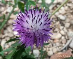 Centaurea aspera 