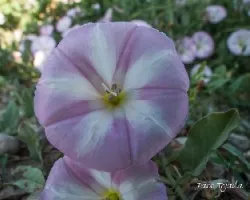  Convolvulus arvensis