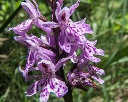 Dactyloriza maculata