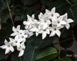 Stephanotis floribunda