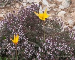 Tulipa sylvestris