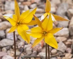Tulipa sylvestris