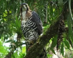 Spizaetus ornatus