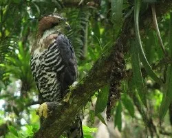 Spizaetus ornatus